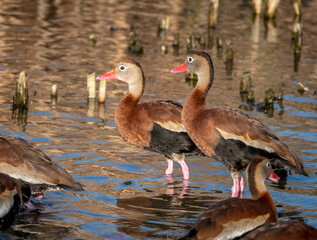 Wall Mural - Black-bellied Whistling-Duck