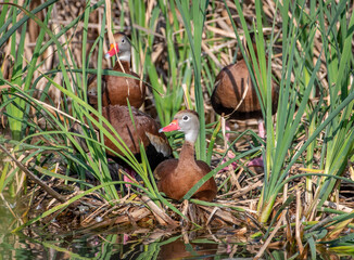 Wall Mural - Black-bellied Whistling-Duck