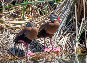 Wall Mural - Black-bellied Whistling-Duck