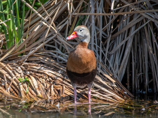 Wall Mural - Black-bellied Whistling-Duck