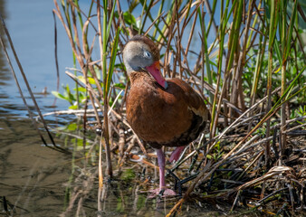 Wall Mural - Black-bellied Whistling-Duck