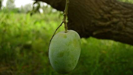 Wall Mural - Unripe Green mangoes hanging on Branch. Fresh green mango on tree. Hanging green mangos. Bunch of Mango's. Mangos with tree. raw mango hanging on tree with leaf background in summer fruit