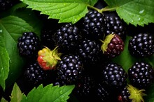 Ripe And Unripe Blackberries In A Garden Shrub. Food. Generative AI