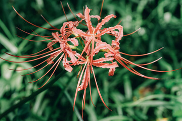 Wall Mural - Red Lycoris