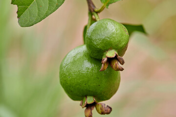 Wall Mural - Fresh guava fruit on tree branch
