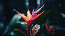 Heliconia Flower Blooming On Dark Nature Background