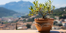 Olive Tree In Terra Cotta Clay Pot On White Terrace Under Clear Blue Sky With Beautiful Mountains View. Summer Vacation Conceptual Background