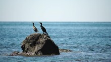 Wildlife, Birds. Two Black Cormorants Duck Is Resting Perched On The Rock. A Sea Birds Are Resting On A Rock And Looking At The Sea. Marine Fauna. Bird In A Sea. Birdwatching. Phalacrocorax Carbo