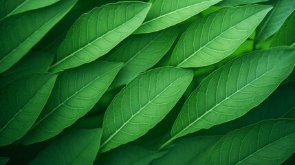 Aufkleber - Green leaf background close up view. Nature foliage abstract of leave texture for showing concept of green business and ecology for organic greenery and natural product background. : Generative AI