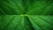 Green leaf background close up view. Nature foliage abstract of leave texture for showing concept of green business and ecology for organic greenery and natural product background. : Generative AI