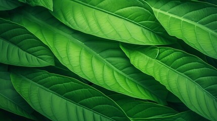 Aufkleber - Green leaf background close up view. Nature foliage abstract of leave texture for showing concept of green business and ecology for organic greenery and natural product background. : Generative AI