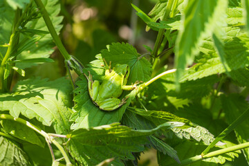 Wall Mural - Hyla arborea - Green tree frog on a stalk. The background is green. The photo has a nice bokeh. Wild photo