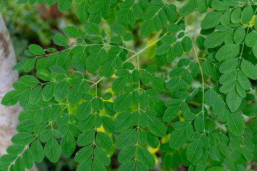 the moringa tree leaves the background
