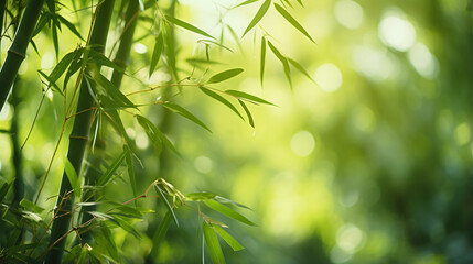  Bamboo forest background Shallow