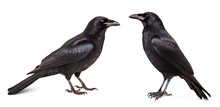 Set Of Crows Isolated On Transparent Png Background
