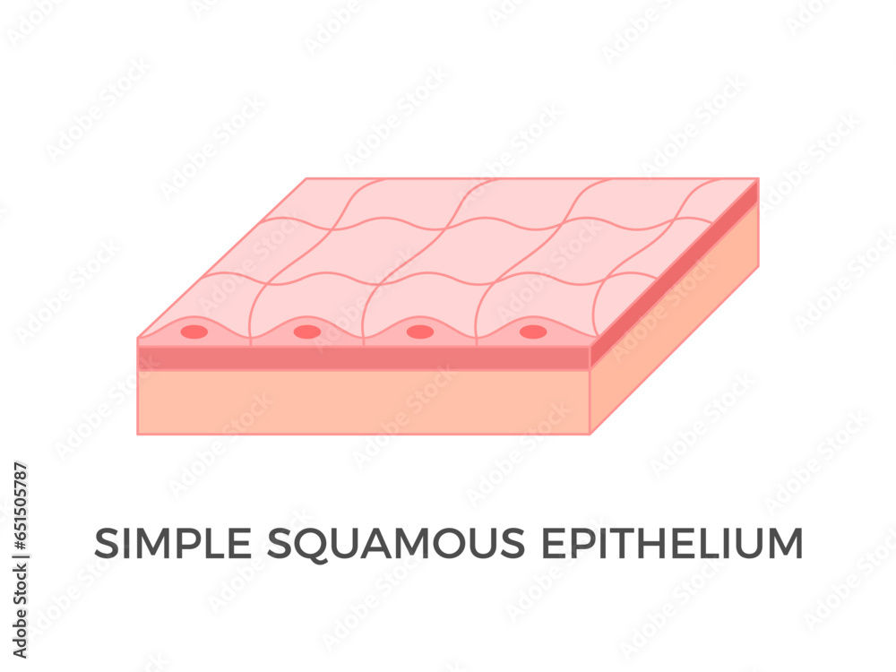 Simple squamous epithelium. Epithelial tissue types. A single layer of ...