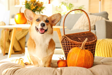 Canvas Print - Corgi dog with pumpkins and basket at home on Thanksgiving Day