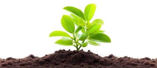 Citrus plant on white background with soil mound