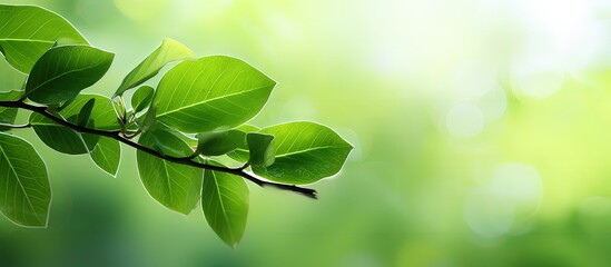 Sticker - Nature view of a green leaf in a garden with blurred greenery background serving as a fresh wallpaper concept