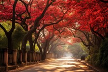 Autumn Road With Red Trees In A Park, Shot In China, Japan, Peaceful Fall Scenery, Flamboyant Trees At Roadside, Urban Walkway, Sunlight, Red Flower Trees, Maple Trees