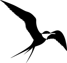 Elegant Tern Icon