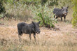 two wild warthog are searching for food in the wild of a national park