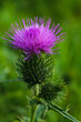 Milk thistle close up, for background, concept and illustration, silybum marianum, cardus