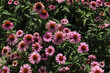 common daisy pink flower scient. name Bellis perennis