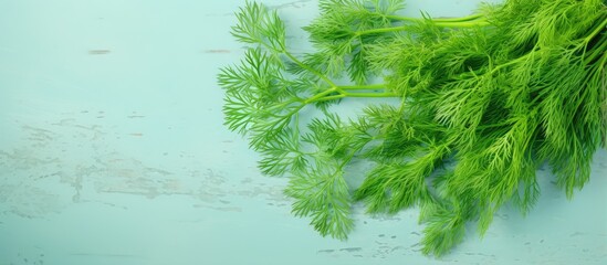 Sticker - Fresh dill herb isolated on a isolated pastel background Copy space