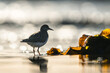 Ruddy Turnstone, Arenaria interpres, bird feeding on the beach at low tide in bokeh lights