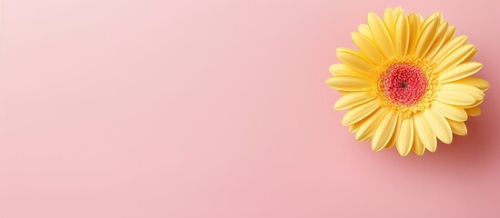 Wall Mural - Gerbera flower in yellow against isolated pastel background Copy space