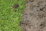Fototapeta Kuchnia - Garden soil in the garden