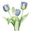 a bunch of blue tulips
