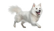 white alaskan malamute puppy isolated on transparent background cutout
