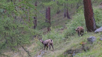 Wall Mural - The summer season in the larch forest, the Alpine chamois females (Rupicapra rupicapra)