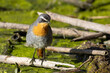 Cape robin-chat (Dessonornis caffer)  in a wetland looking for food