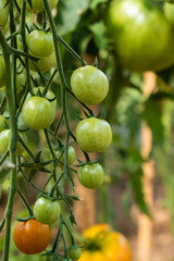 Poster - A lot of green tomatoes on a bush in a greenhouse. Tomato plants in greenhouse. Green tomatoes plantation. Organic farming, young tomato plants growth in greenhouse.