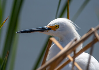 Wall Mural - Snowy Egret Portrait