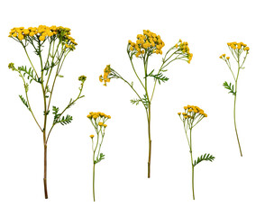 a set of flowers common tansy (tanacetum vulgare) isolated on a white background. a set of elements 