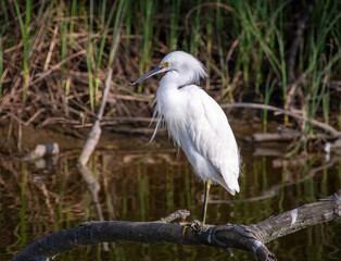 Wall Mural - Snowy Egret