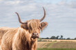 highland, cow, horn, field, agriculture, cattle, scotland, nature, farm, bovine
