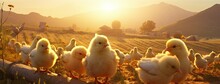 A Mother Hen Guards Her Fluffy Chicks In The Golden Sunlight, Embodying The Essence Of Organic Poultry Farming.
