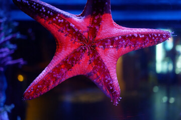 Wall Mural - Red starfish and the bottom of the starfish.