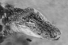 Krokodil In Zwart Wit