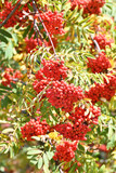 Fototapeta Boho - Clusters of ripe rowan on branches in autumn