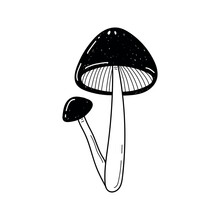 Vector Hand Drawn Two Mushrooms Sketch Isolated On White Background. Amanita Muscaria, Fly Agaric Black And White Illustration