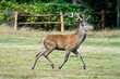 © Z Fiedler - Beautiful deer in a park in September in England