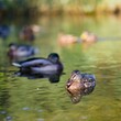 Grupa kaczek krzyżówek pływających na stawie w letni słoneczny dzień