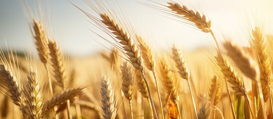 Canvas Print - Applying blur to wheat spike and heads in a Serbian wheat field on a sunny afternoon in Vojvodina during spring