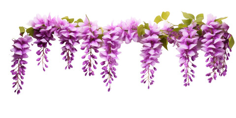 branch of beautiful hanging purple wisteria flowers, png file of isolated cutout object on transparent background.